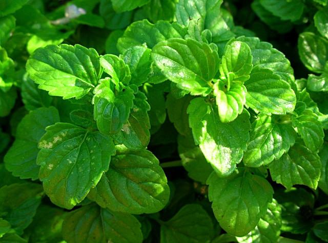 Calamintha nepeta